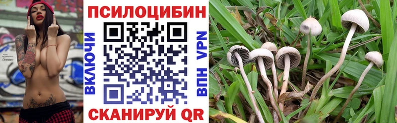 Купить  Свободный  Псилоцибиновые грибы Cubensis 